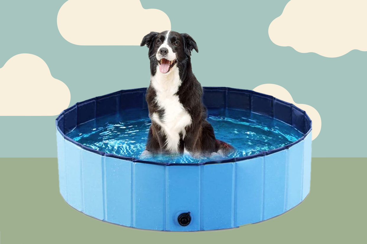 Black and white shepherd sits in dog swimming pool