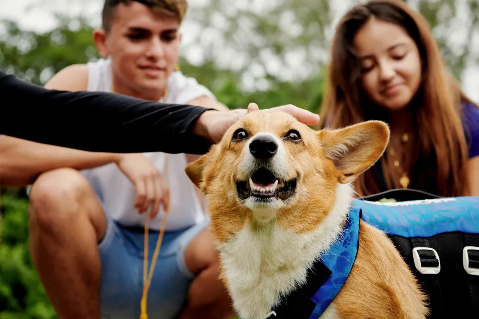 Airbnb announced the launch of Animal Experiences on Thursday. The new category expands its Experiences and is dedicated to the ethical and responsible animals tourism. (Photo courtesy of Airbnb)