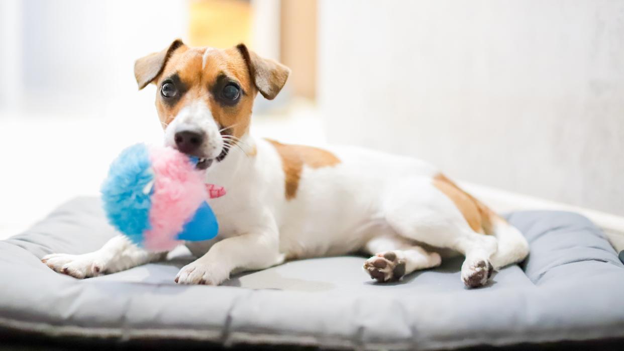  Jack Russell Terrier lying on dog bed with toy in mouth. 