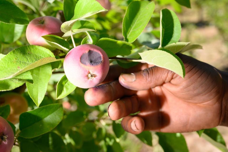 Farm manager Brent Walker points out an apple burned by the sun.