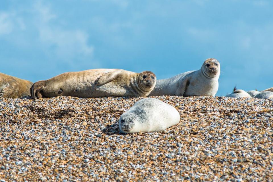 grey and common or harbour seals phoca vitulina on beach at blakeney point norfolk england uk