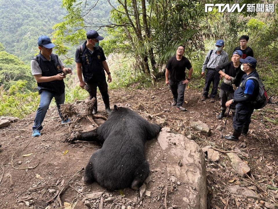 警政署保七總隊第五大隊正在對死亡黑熊進行蒐證。（圖／東勢林管處提供）