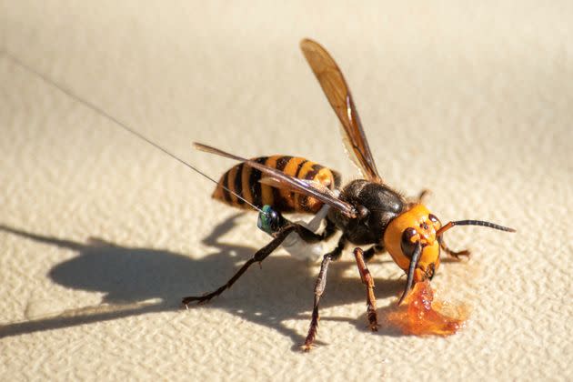 A former murder hornet, now known as the northern giant hornet, wears a tracking device near Blaine, Washington. (Photo: Karla Salp/Washington Dept. of Agriculture via Associated Press, File)