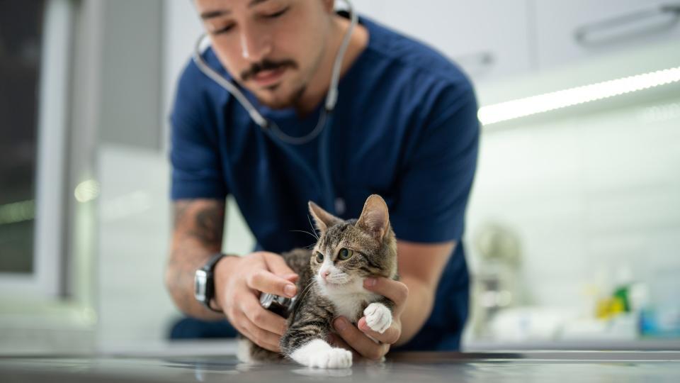 Vet examining kitten