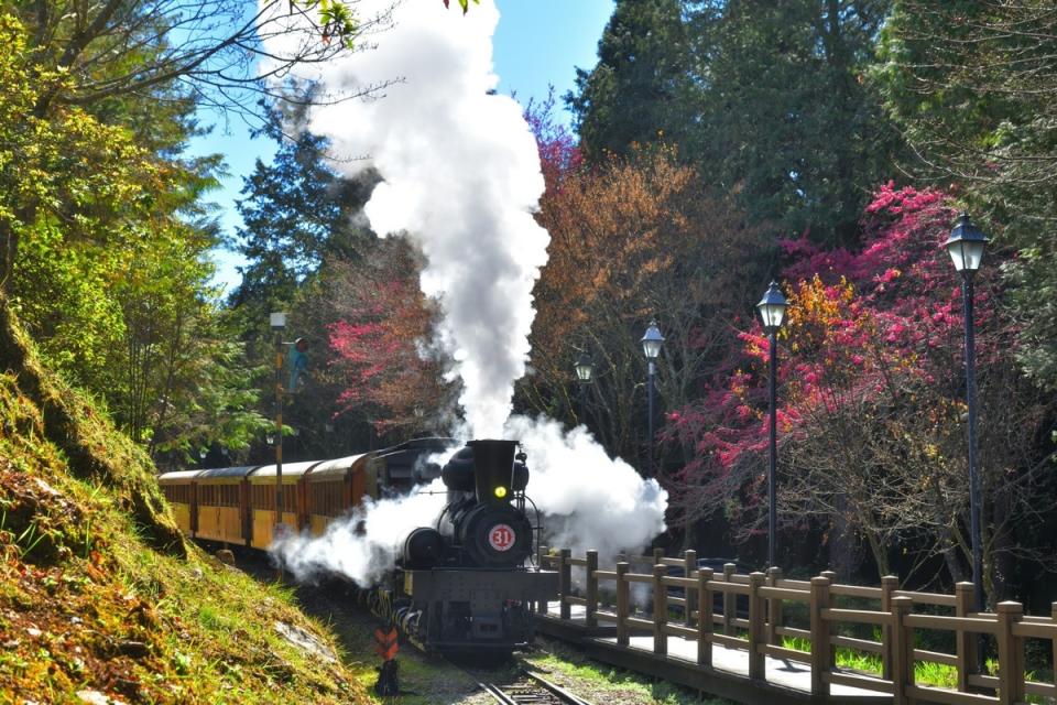 蒸汽火車於沼平車站駛出，沿著S形軌道，以騰雲駕霧之姿駛入山林，伴隨著氣勢磅礡的蒸機鳴笛，為阿里山櫻花季最具特色的遊程。   圖：林鐵及文資處／提供