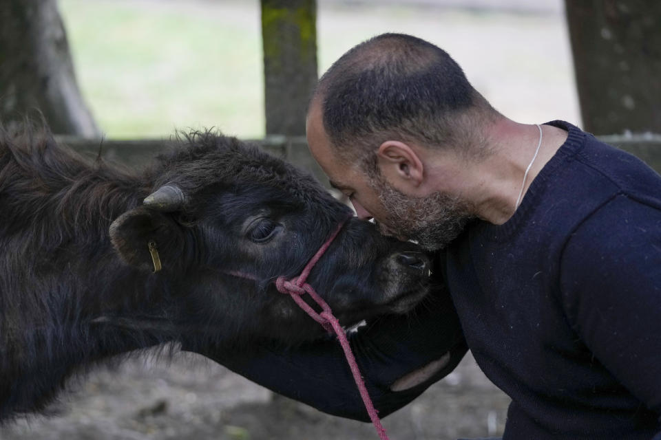 Miguel Aparicio kisses a Spanish Fighting Bull calf at his farm animal shelter in La Calera, Colombia, Thursday, Feb. 16, 2023. Aparicio says that bull breeding farms should consider reinventing themselves as ecotourism sites or sanctuaries for fighting bulls, so that people can enjoy these animals without seeing them killed. (AP Photo/Fernando Vergara)