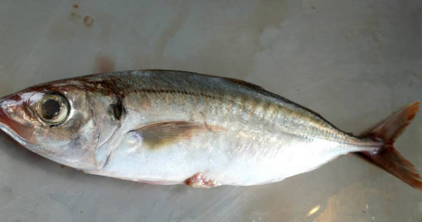 竹筴魚成為大陸禁止進口的第三台灣水產，將禁止申請進口一週。（示意圖／報系資料照）
