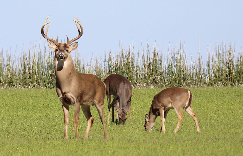 Chronic wasting disease, which infects deer and is always fatal, has been detected over the past two years in eastern Kansas.