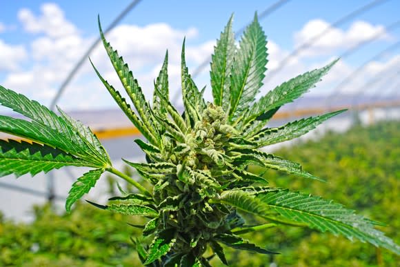 A cannabis plant growing in an outdoor farm.