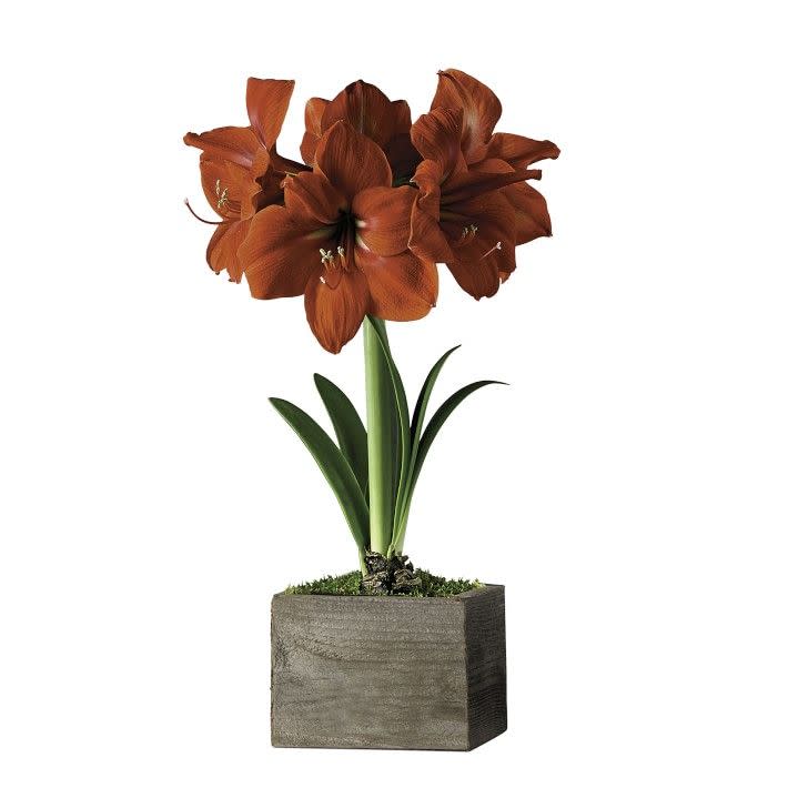 1) Red Amaryllis in Wooden Planter