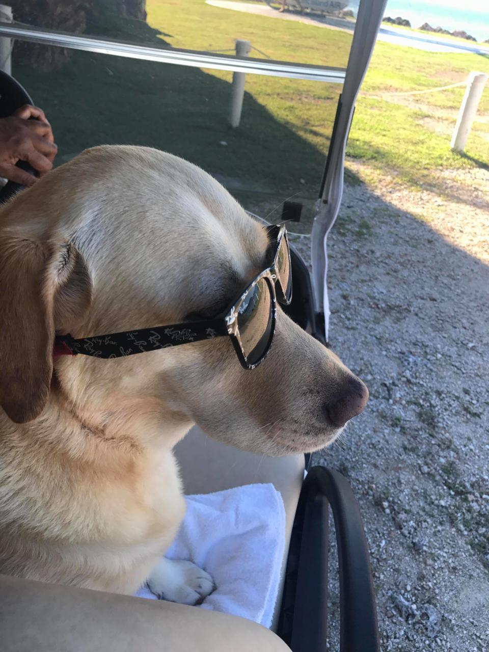 Coco the resort lab is on point with her sunglasses. Photo: Carly Williams/Be