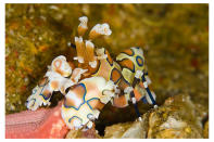 <b>Student 2nd Place</b><br> Phillip Gillette for the picture of Harlequin shrimp, Hymenocera picta(Similan Islands, Thailand)