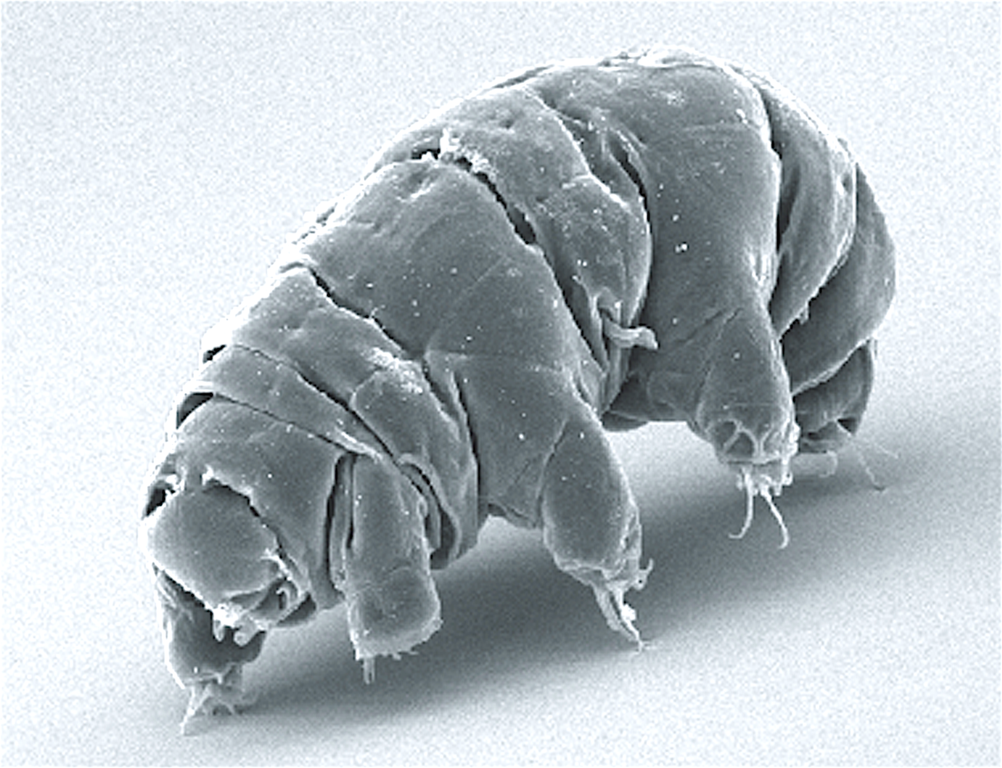 Imagen al microscopio de un tardígrado en estado activo. (Crédito imagen: Wikipedia).