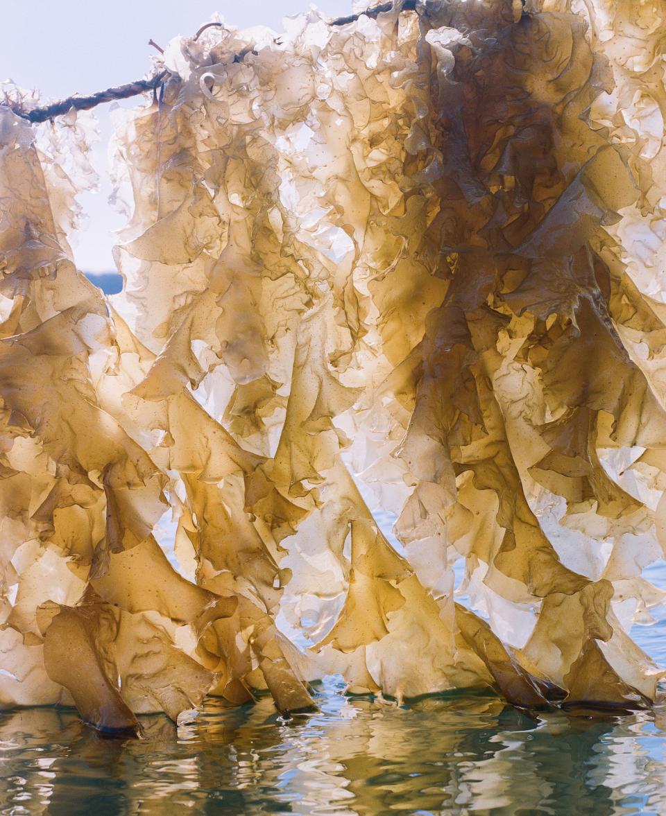 Sugar kelp at a harvesting site in Simpson Bay, about 10 miles from Cordova.