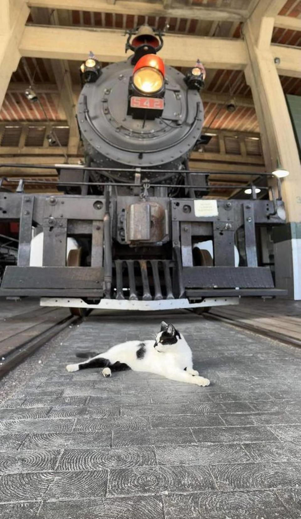 Mookie, the missing mascot of the N.C. Transportation Museum, rests in front of Southern Railway Steam Locomotive #542. Mookie was last seen at the museum on Sept. 2.