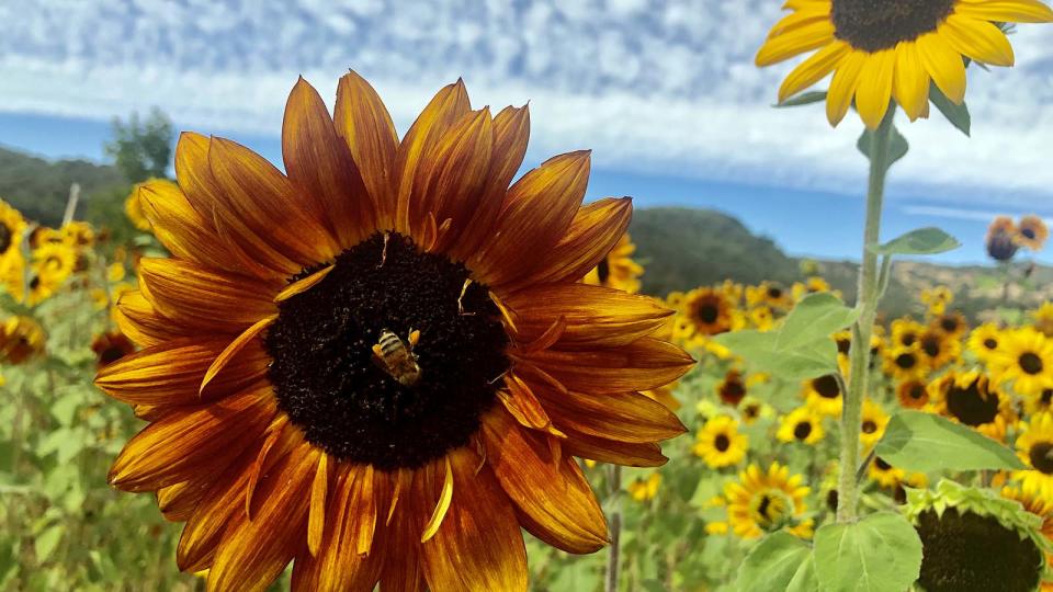 sunflowers