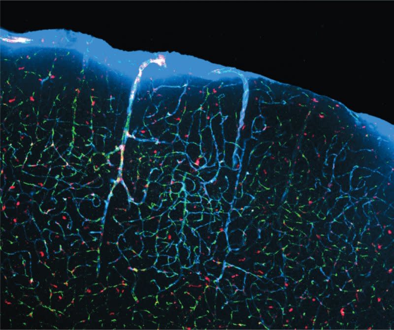 brain sleep channels xhi et al science 2013