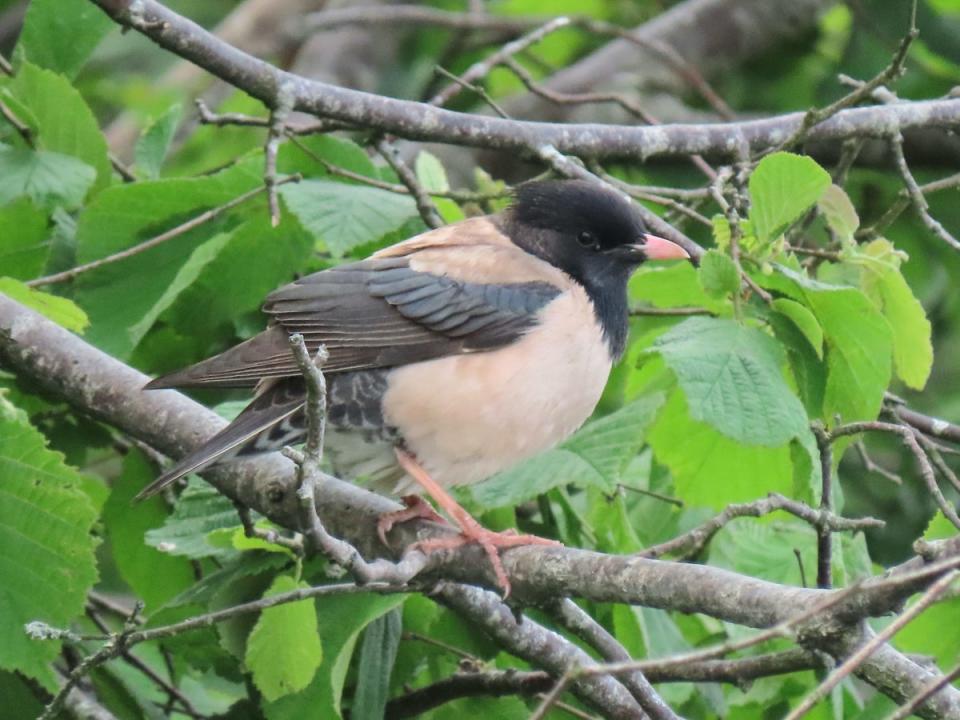 Wildlife experts encouraged the public to ‘keep their eyes peeled’ for the rare birds (Martin Creasser)