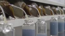 Blood is extracted from horseshoe crabs at a Lonza biotech facility on Maryland's Eastern shore