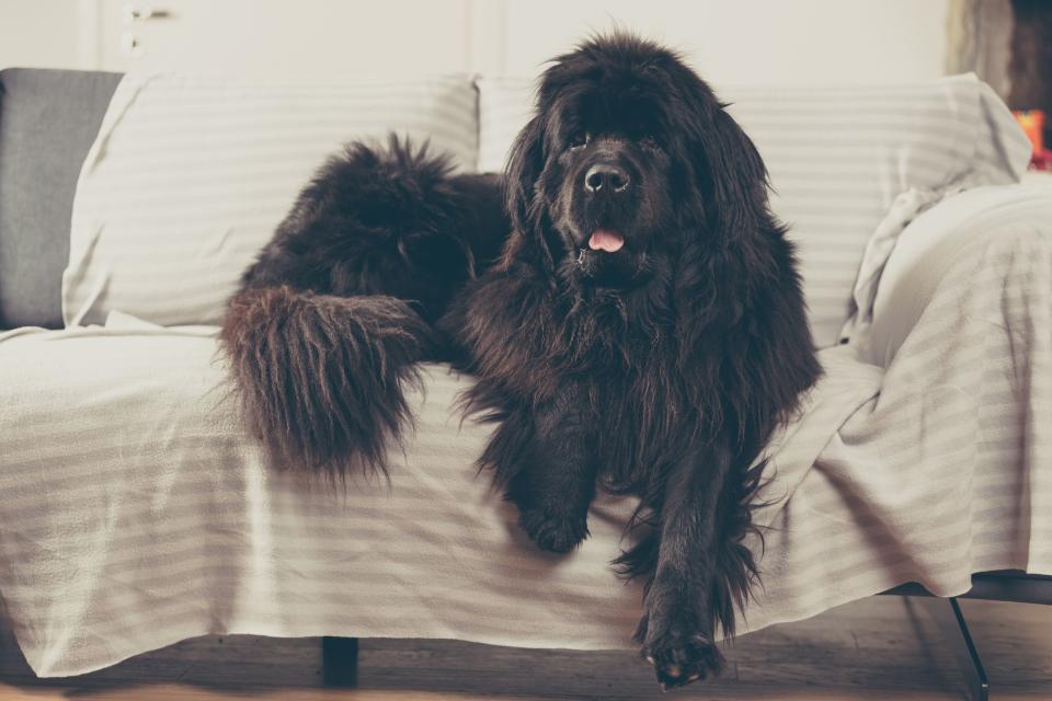 We Admit It — We're Envious of These Long-Haired Dog Breeds