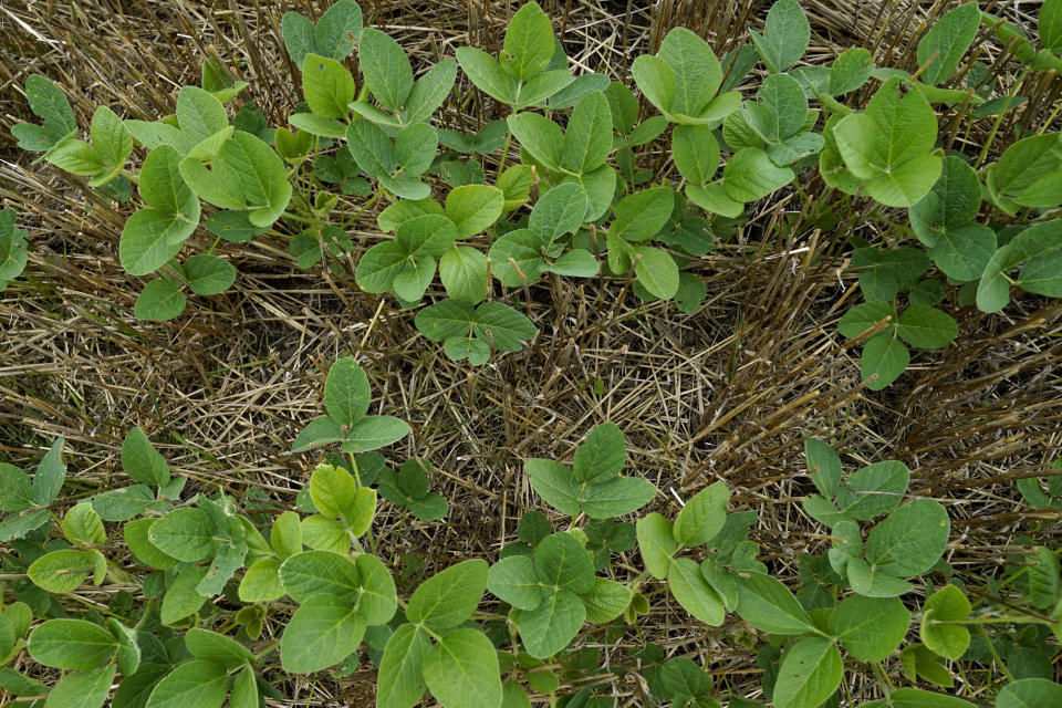 Soybeans and wheats are seen in Jeff O'Connor's farm, Thursday, Aug. 4, 2022, in Kankakee, Ill. A US Department of Agriculture move to change crop insurance rules to encourage farmers to grow two crops in a single year instead of one. Usually this means planting winter wheat in the fall, harvesting in May or June and then planting soybeans. The USDA is making it easier to obtain insurance, lessening the risk to farmers who make this choice.(AP Photo/Nam Y. Huh)