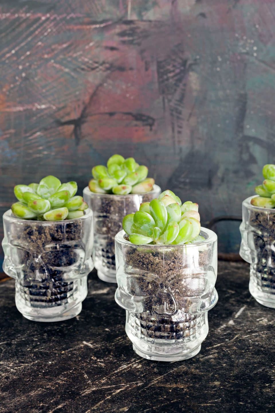 skull succulent planters