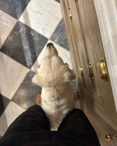 holly-willoughby-dog-bailey