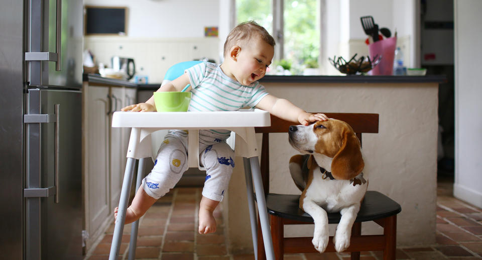 A baby pats a dog. Source: Getty Images