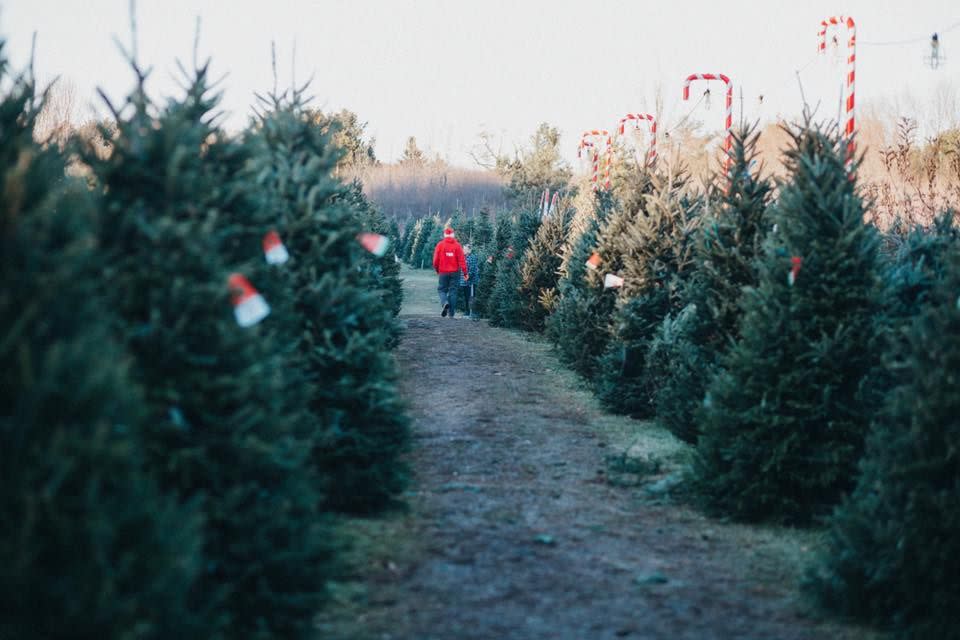 Ohio: Medina Christmas Tree Farm, Medina