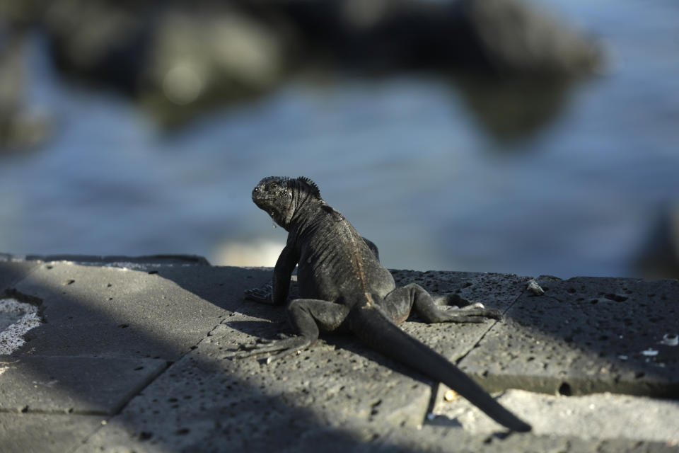 In this May 2, 2020 photo, a marine iguana suns on the edge of a boardwalk in San Cristobal, Galapagos Islands, Ecuador. Before the new coronavirus pandemic, sudden life-threatening ailments on the Galapagos Islands were considered so rare that hospitals didn't have a single intensive care unit bed. Now, officials are racing to equip medical teams on the remote islands. (AP Photo/Adrian Vasquez)