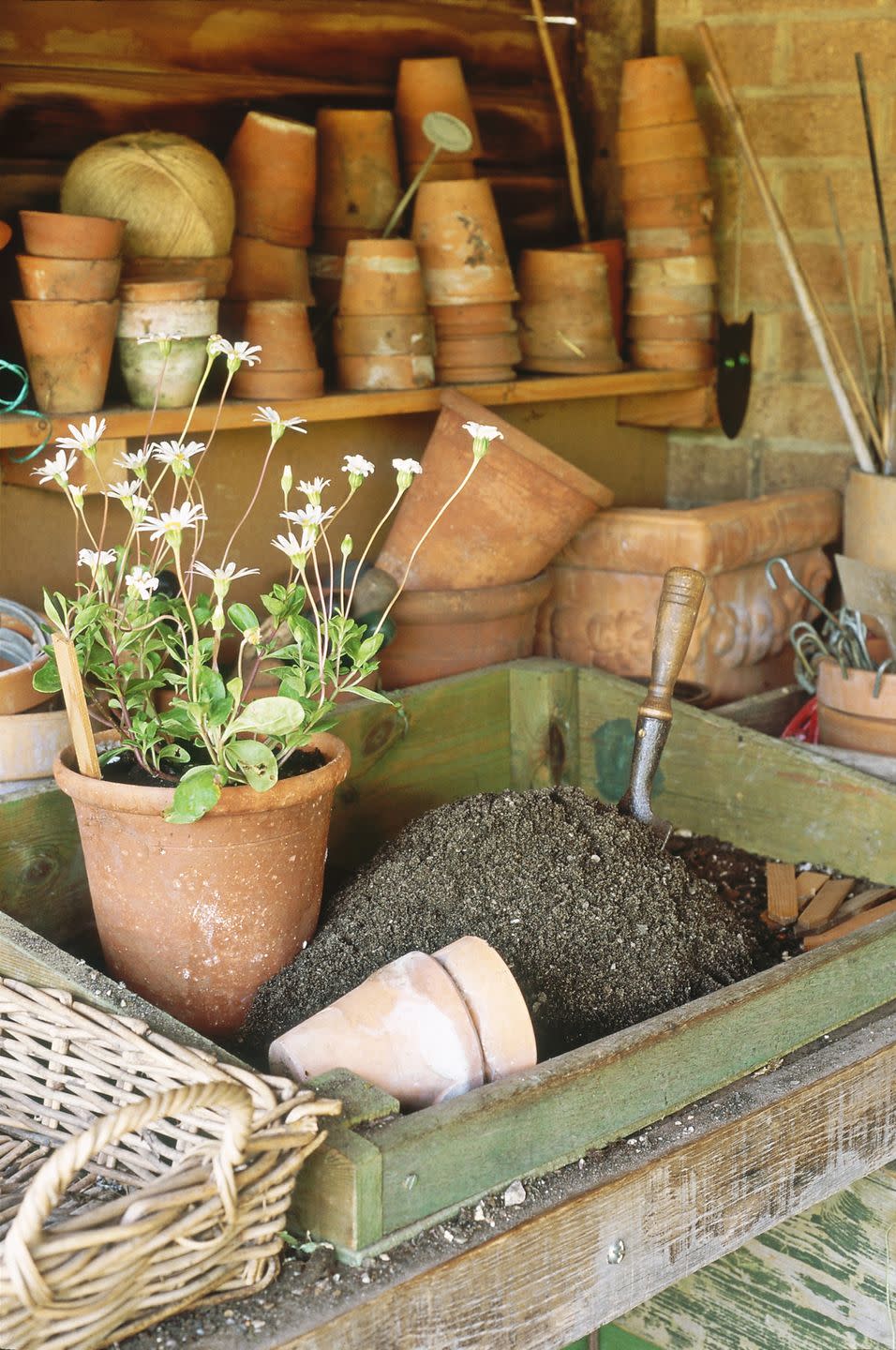 Ingredient, Flowerpot, Herb, Flowering plant, Whole food, Cork, Still life photography, Storage basket, Fines herbes, Root vegetable, 