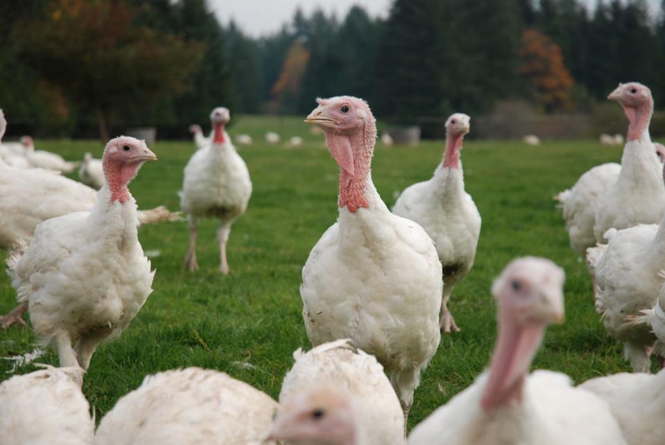 Flock of free-range white turkeys in a green grassy field.