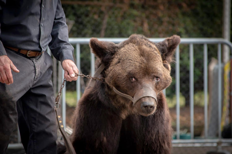 This photo provided Friday Sept.13, 2019 by animal protection group AVES France shows bear Mischa in Racquinghem, northern France on Sunday, Sept.8 2019. French authorities have banned the owners of the sick bear Mischa from displaying it in public shows after an inspection found the animal suffered from severe health problems and was held in poor conditions. (Stephanie Lefebvre/AVES France via AP)