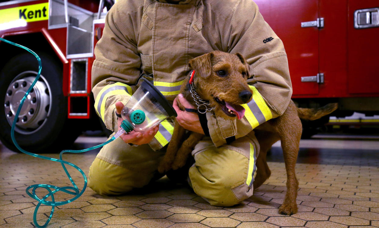 Firefighter Glenn Emery of the Kent Fire and Rescue Service demonstrates a pet-friendly oxygen mask with terrier Hardy, as the service has installed them on every fire engine and at every fire station in the county to help animals survive blazes.