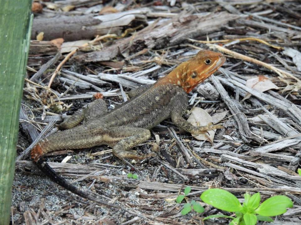 The colorful agama prefers to live in more developed, urbanized areas and at this time doesn’t seem to be invading the Everglades like other non-native species like the Burmese python and the Argentine black and white tegu.