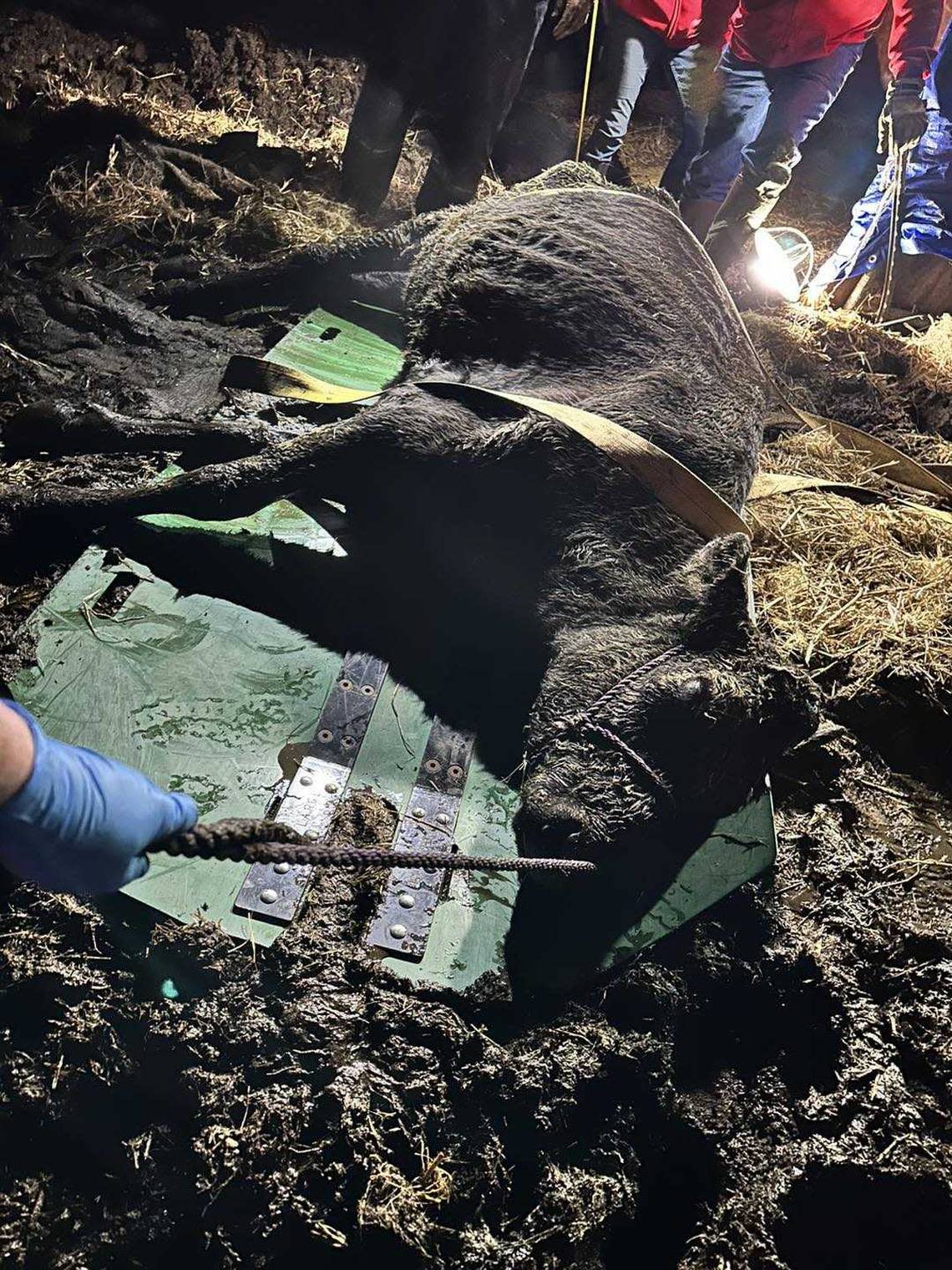 A cow mired in a muddy pit presented a quagmire for Nevada County sheriff’s deputies tasked with digging it out Friday night. 