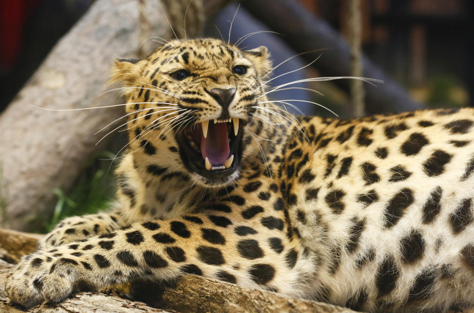 <p>Teetering on the brink of extinction, the Amur Leopard is poached largely for its beautiful, spotted fur.</p> 