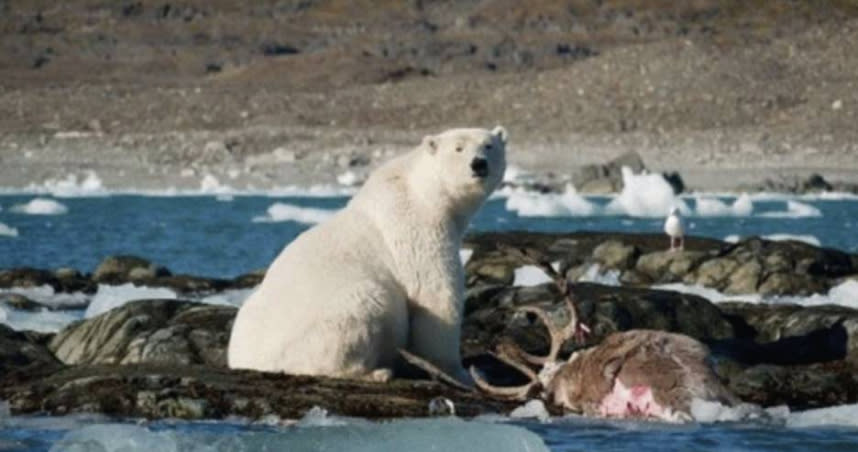 隨著全球暖化，導致海豹數量減少，北極熊跑到陸地覓食，科學家還目擊到牠們掠食馴鹿的畫面。（圖／翻攝自www.iflscience.com）