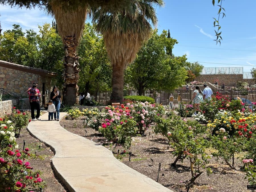El Paso Municipal Rose Garden Photos by Sebastian Esquivel