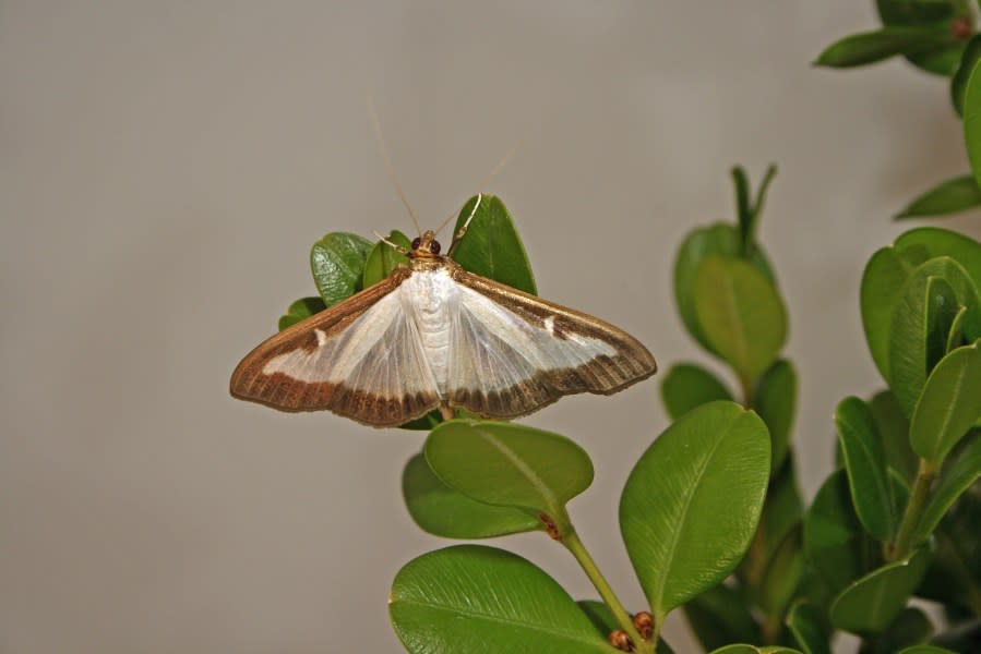 Adult box tree moths generally have white bodies with a brown head and abdomen tip. Their wings are white and slightly iridescent, with an irregular thick brown border, spanning 1.6 to 1.8 inches, at Forest Pest Methods Laboratory, Buzzards Bay, MA. USDA photo by Hannah Nadel