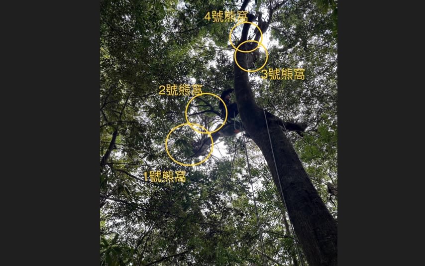 大雪山地區是台灣黑熊活動生存重要棲地，農業部林業保育署台中分署日前在一棵青剛櫟樹上發現疑似熊窩，樹上有四個大小不一的編織巢窩。（圖／林業及自然保育署台中分署提供）
