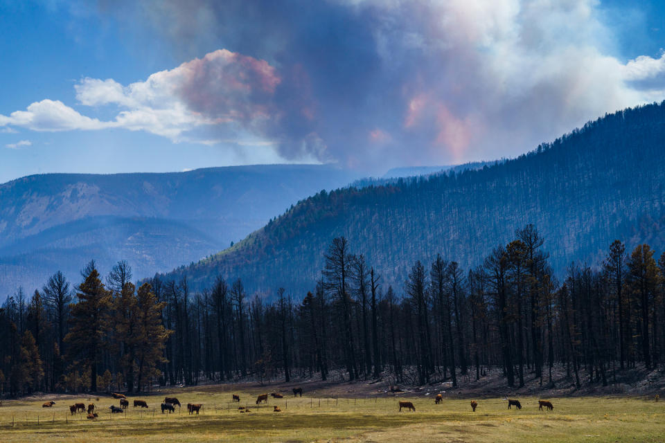 Smoke rises from the Hermits Peak/Calf Canyon fire in northern New Mexico. - Credit: Nadav Soroker/Searchlight New Mexico