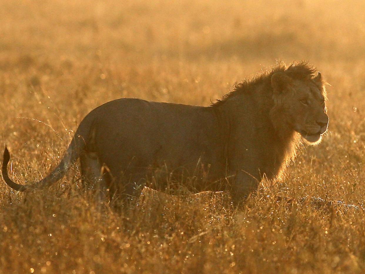 Local residents say the lion has killed over 30 dogs and livestock in the area (file image): Dan Kitwood/Getty Images