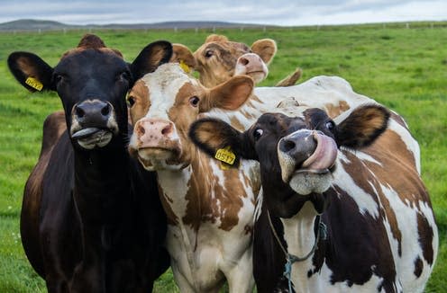 <span class="caption">Cow burps are a major contributor to methane emissions.</span> <span class="attribution"><a class="link " href="https://www.shutterstock.com/image-photo/four-funny-cows-looking-camera-481623085" rel="nofollow noopener" target="_blank" data-ylk="slk:Shutterstock;elm:context_link;itc:0;sec:content-canvas">Shutterstock</a></span>