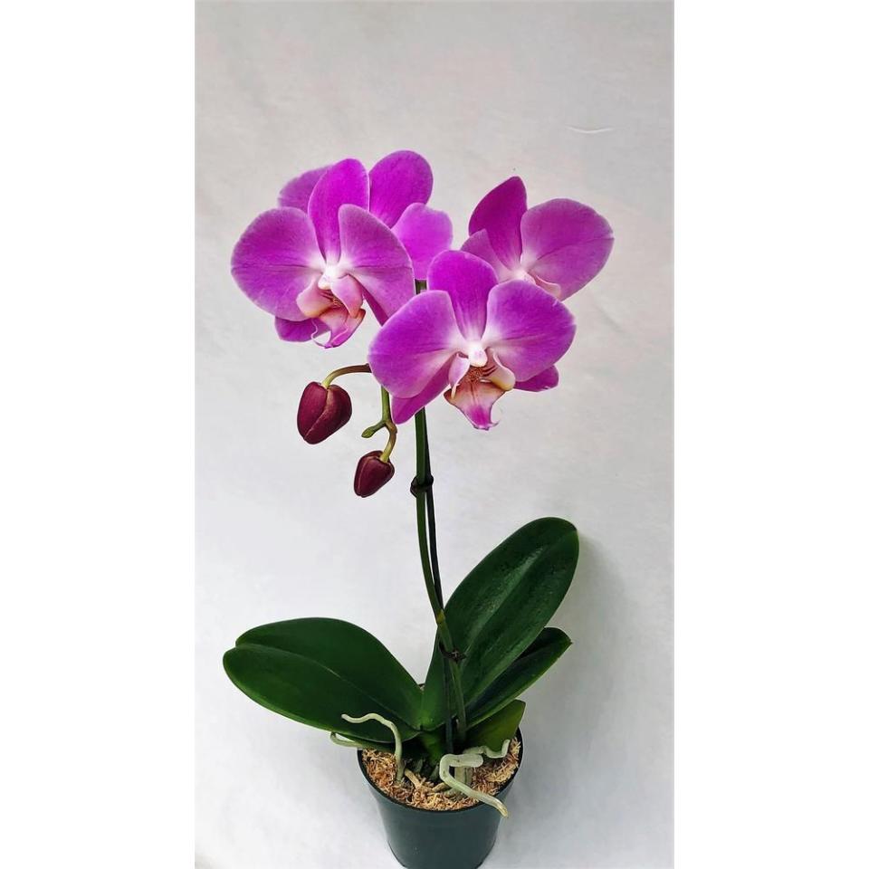 Phalaenopsis Orchid