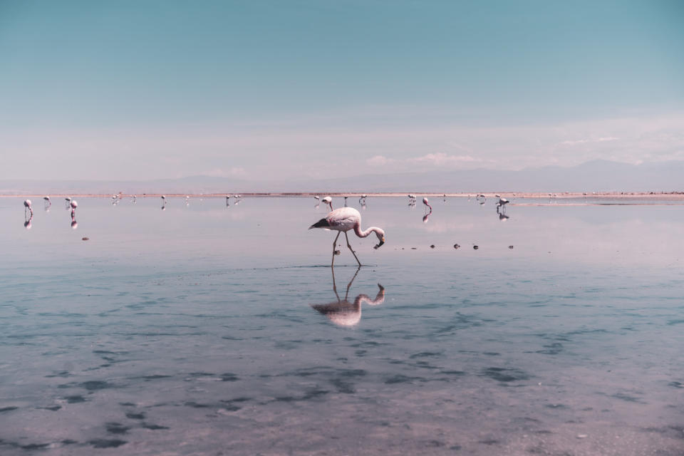 Flamingos on a Chilean salt lagoon.