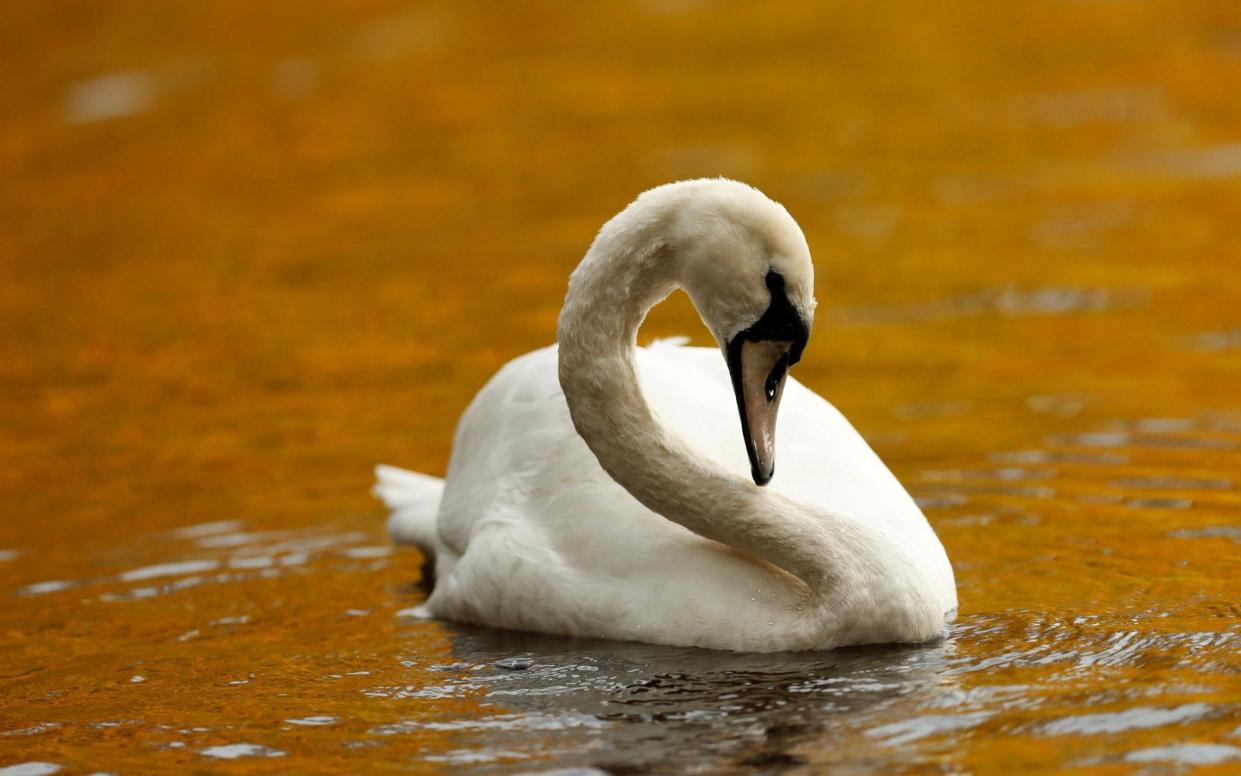 The Queen's swan guard has said swans are going hungry because of the campaign - REUTERS