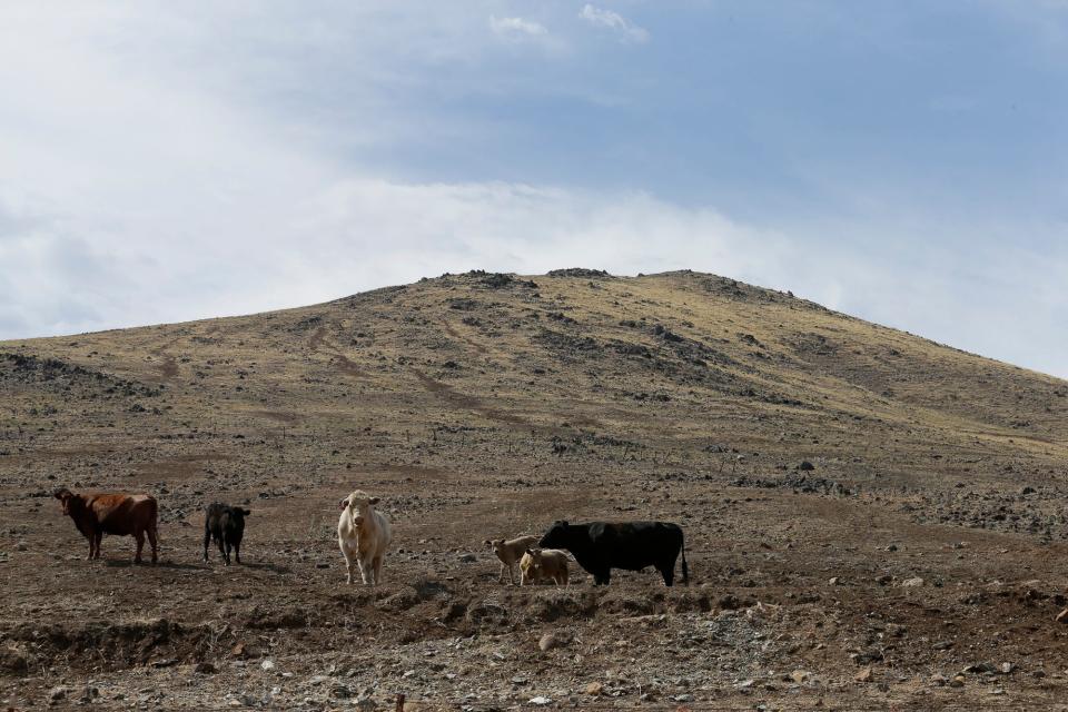 Cattle, graze on a barren hillside in Tulare County outside of Porterville on July 2, 2015. Today, Gov. Newsom declared a drought emergency in 39 counties amid mounting pressure from lawmakers and growers in the Central Valley.