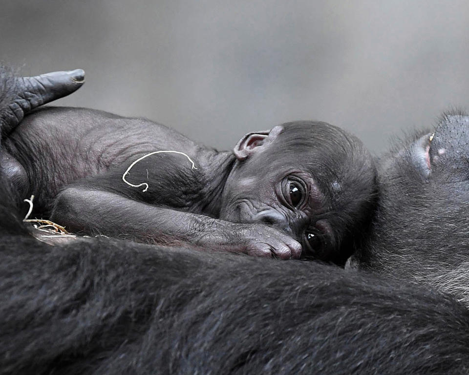 Die besten Tierfotos der Woche (30.6. bis 06.07.2018)