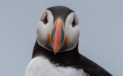 The puffin is the first seabird found to use tools - Credit: Charlotte Graham&nbsp;/Charlotte Graham&nbsp;